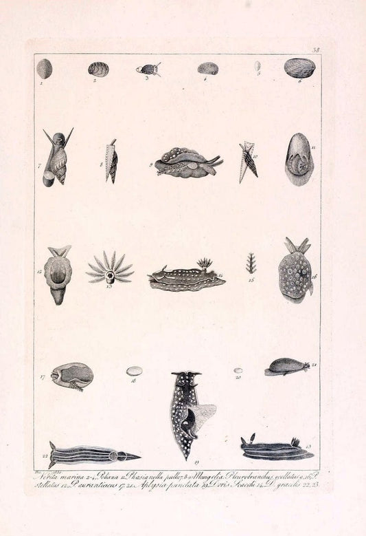 Descrizione e notomia degli animali invertebrati della Sicilia citeriore :.Naples :C. Ba | Invertebrates "Kingdom of the Two Sicilies" "Sicily (Italy)"  | Vintage Print Reproduction 468840