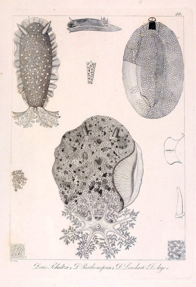 Descrizione e notomia degli animali invertebrati della Sicilia citeriore :.Naples :C. Ba | Invertebrates "Kingdom of the Two Sicilies" "Sicily (Italy)"  | Vintage Print Reproduction 468842
