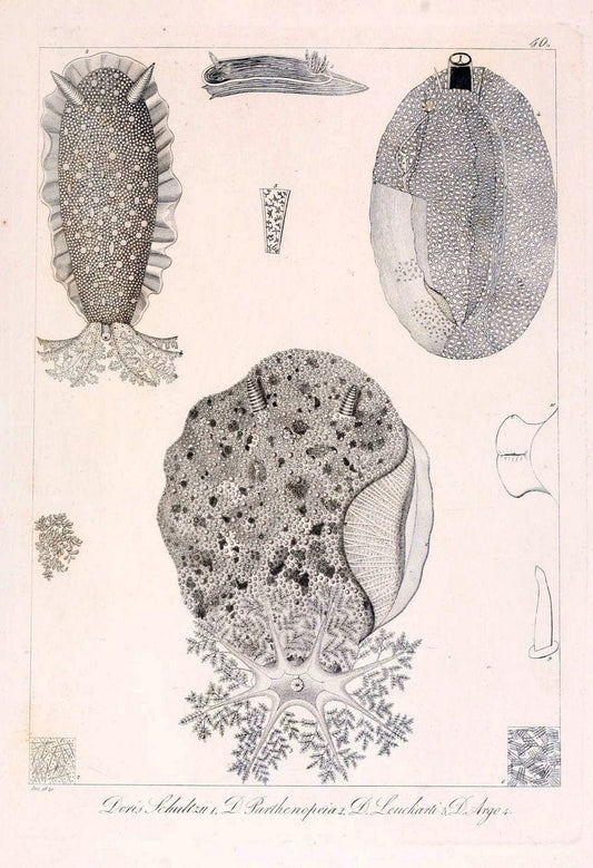 Descrizione e notomia degli animali invertebrati della Sicilia citeriore :.Naples :C. Ba | Invertebrates "Kingdom of the Two Sicilies" "Sicily (Italy)"  | Vintage Print Reproduction 468842