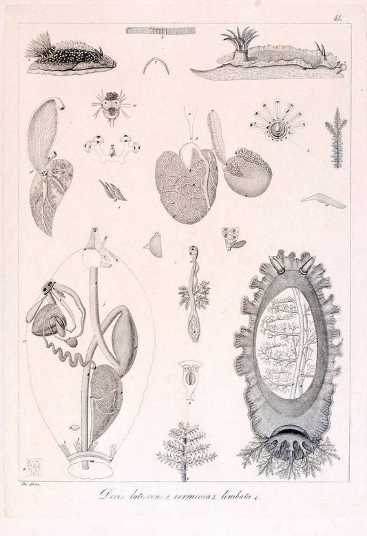 Descrizione e notomia degli animali invertebrati della Sicilia citeriore :.Naples :C. Ba | Invertebrates "Kingdom of the Two Sicilies" "Sicily (Italy)"  | Vintage Print Reproduction 468843
