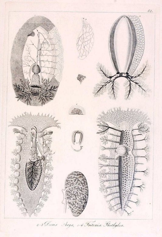 Descrizione e notomia degli animali invertebrati della Sicilia citeriore :.Naples :C. Ba | Invertebrates "Kingdom of the Two Sicilies" "Sicily (Italy)"  | Vintage Print Reproduction 468845