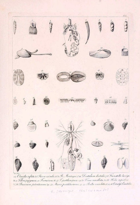 Descrizione e notomia degli animali invertebrati della Sicilia citeriore :.Naples :C. Ba | Invertebrates "Kingdom of the Two Sicilies" "Sicily (Italy)"  | Vintage Print Reproduction 468846