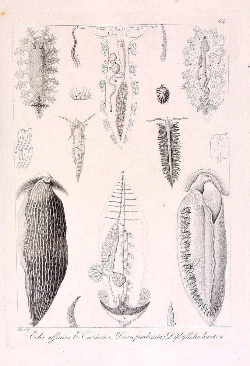 Descrizione e notomia degli animali invertebrati della Sicilia citeriore :.Naples :C. Ba | Invertebrates "Kingdom of the Two Sicilies" "Sicily (Italy)"  | Vintage Print Reproduction 468847