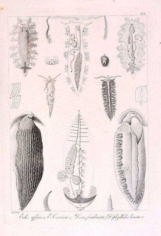 Descrizione e notomia degli animali invertebrati della Sicilia citeriore :.Naples :C. Ba | Invertebrates "Kingdom of the Two Sicilies" "Sicily (Italy)"  | Vintage Print Reproduction 468847
