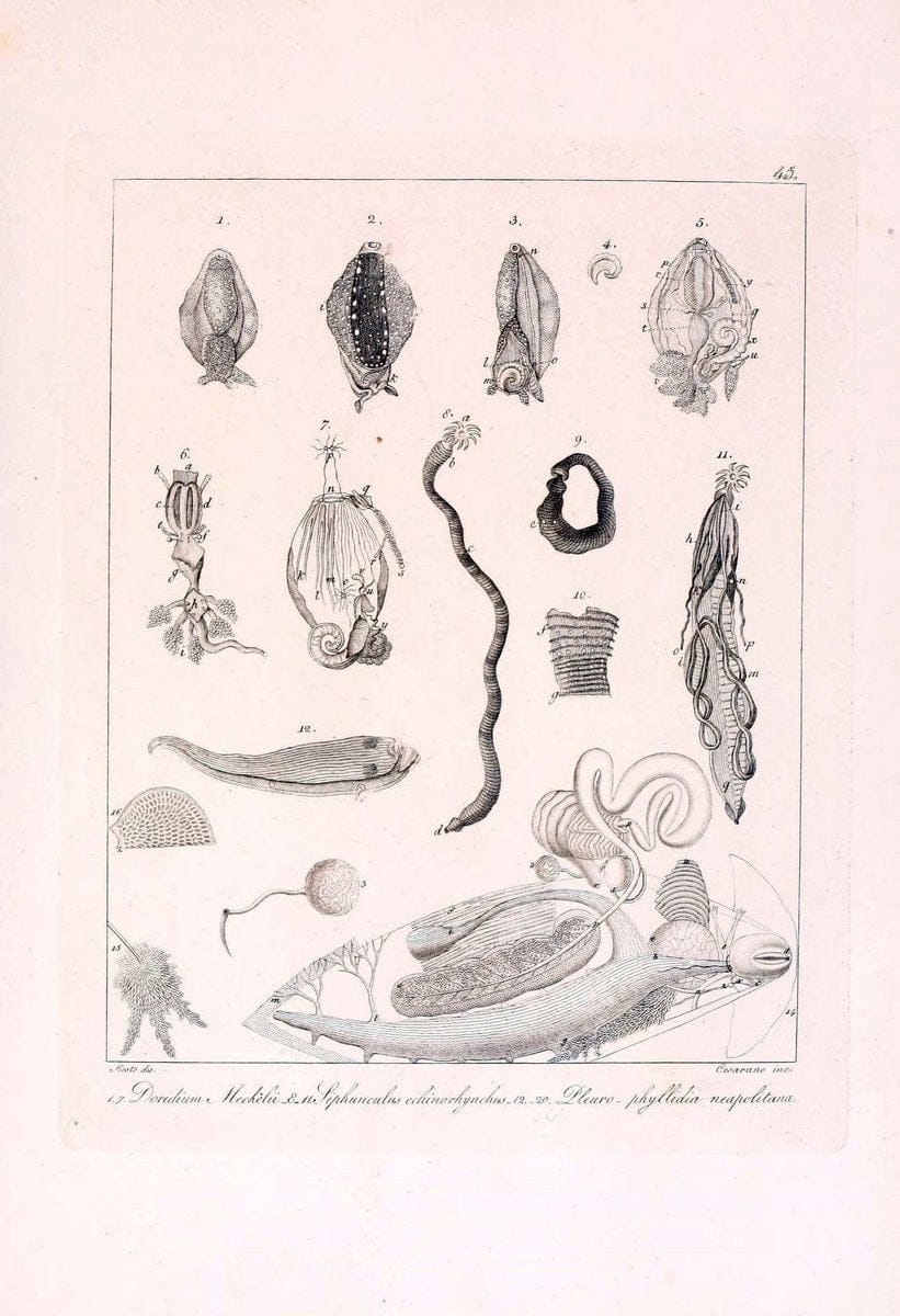 Descrizione e notomia degli animali invertebrati della Sicilia citeriore :.Naples :C. Ba | Invertebrates "Kingdom of the Two Sicilies" "Sicily (Italy)"  | Vintage Print Reproduction 468848
