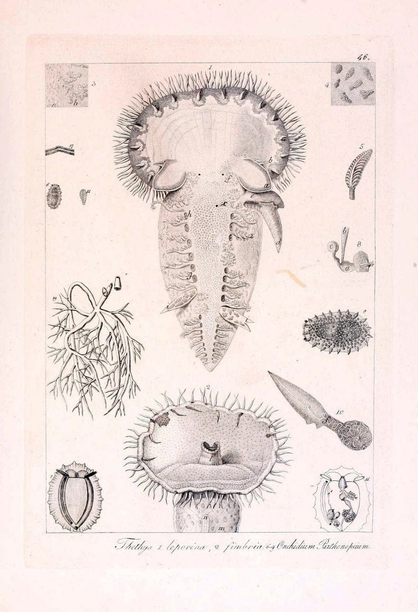 Descrizione e notomia degli animali invertebrati della Sicilia citeriore :.Naples :C. Ba | Invertebrates "Kingdom of the Two Sicilies" "Sicily (Italy)"  | Vintage Print Reproduction 468849