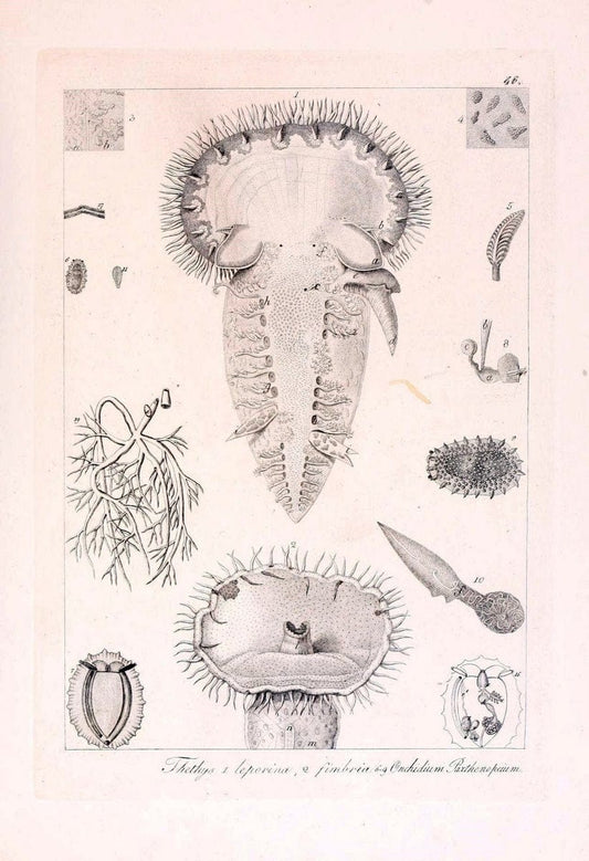 Descrizione e notomia degli animali invertebrati della Sicilia citeriore :.Naples :C. Ba | Invertebrates "Kingdom of the Two Sicilies" "Sicily (Italy)"  | Vintage Print Reproduction 468849