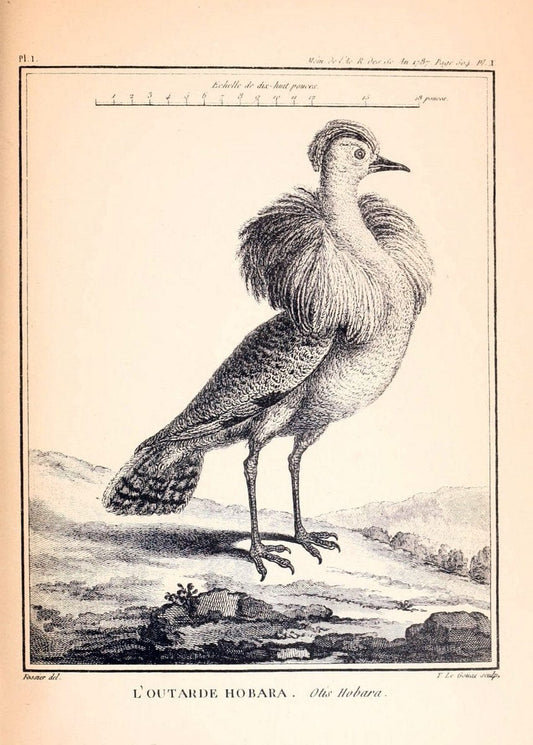 Desfontaines's MÃ©moire sur quelques nouvelles espÃ¨ces d'oiseaux des cÃ´tes de Barbarie. London,1880.  | "Africa, North" Birds | Vintage Print Reproduction 468850