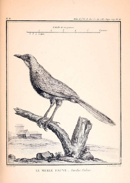 Desfontaines's MÃ©moire sur quelques nouvelles espÃ¨ces d'oiseaux des cÃ´tes de Barbarie. London,1880.  | "Africa, North" Birds | Vintage Print Reproduction 468851