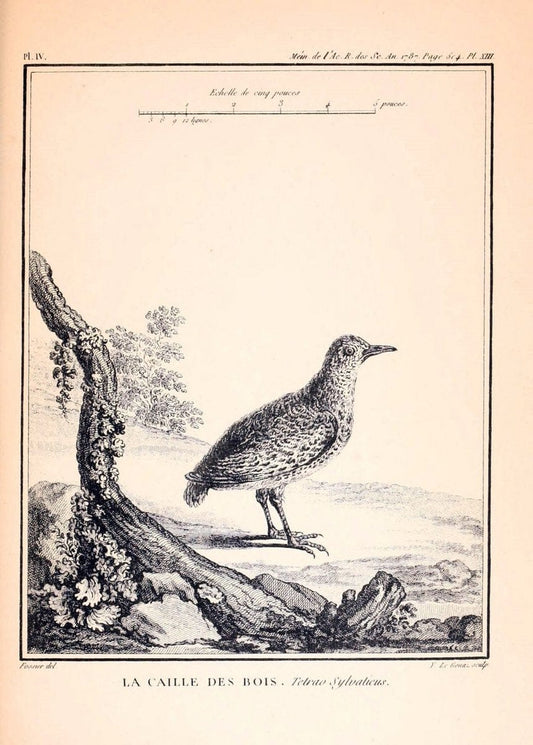 Desfontaines's MÃ©moire sur quelques nouvelles espÃ¨ces d'oiseaux des cÃ´tes de Barbarie. London,1880.  | "Africa, North" Birds | Vintage Print Reproduction 468853