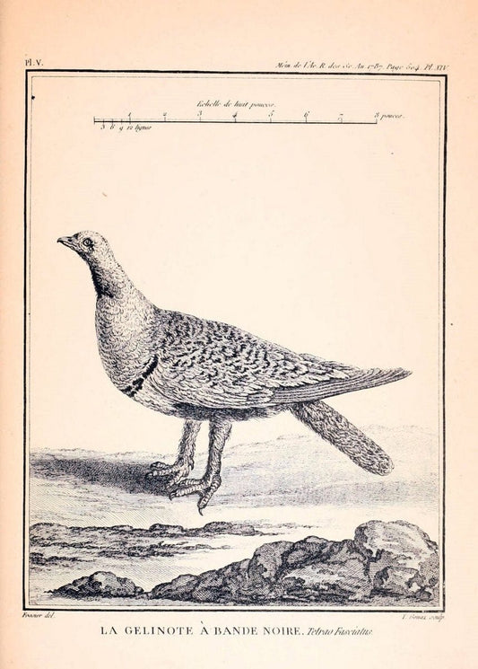 Desfontaines's MÃ©moire sur quelques nouvelles espÃ¨ces d'oiseaux des cÃ´tes de Barbarie. London,1880.  | "Africa, North" Birds | Vintage Print Reproduction 468854
