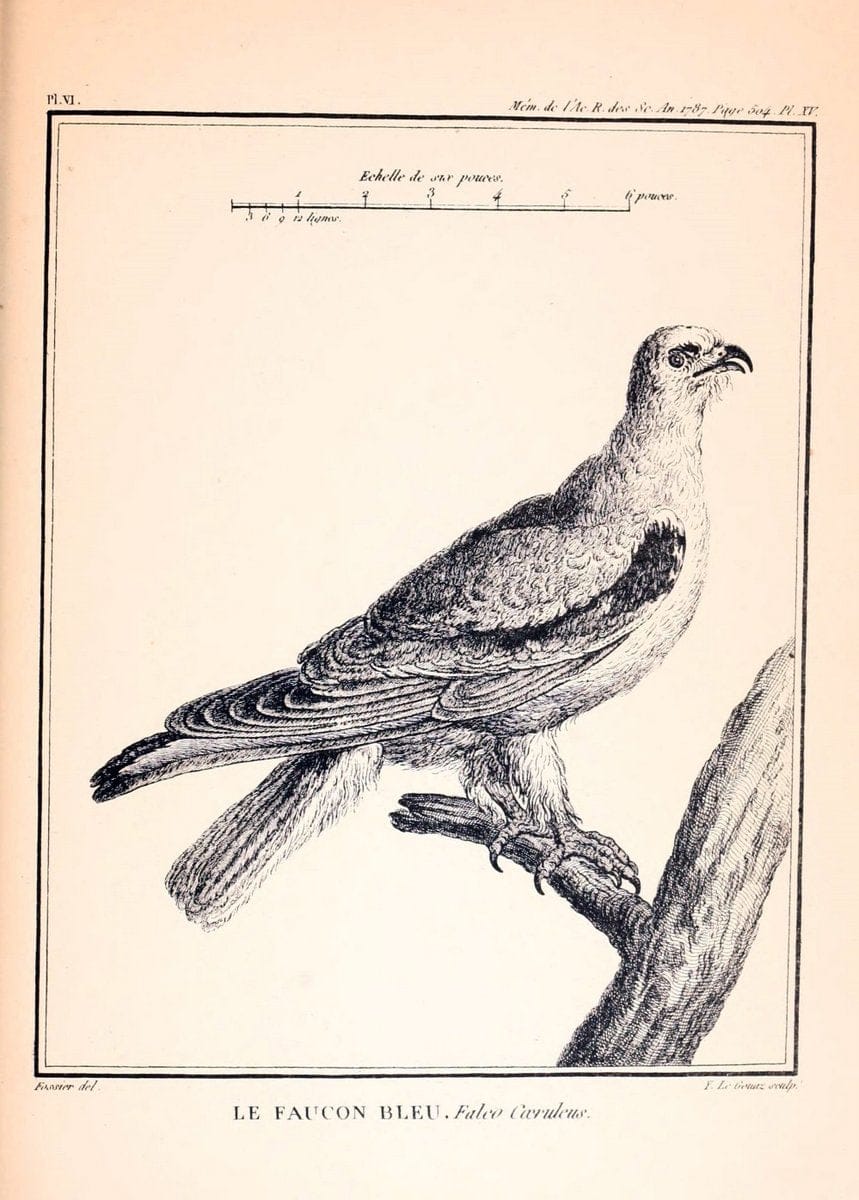 Desfontaines's MÃ©moire sur quelques nouvelles espÃ¨ces d'oiseaux des cÃ´tes de Barbarie. London,1880.  | "Africa, North" Birds | Vintage Print Reproduction 468855