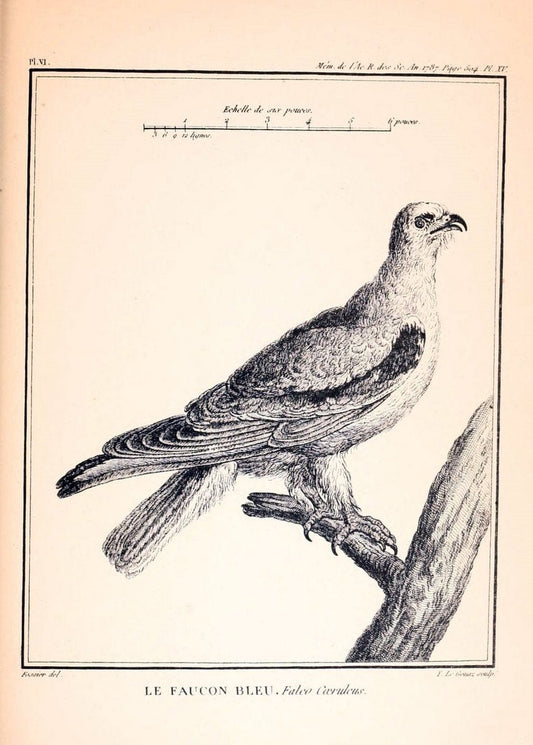 Desfontaines's MÃ©moire sur quelques nouvelles espÃ¨ces d'oiseaux des cÃ´tes de Barbarie. London,1880.  | "Africa, North" Birds | Vintage Print Reproduction 468855