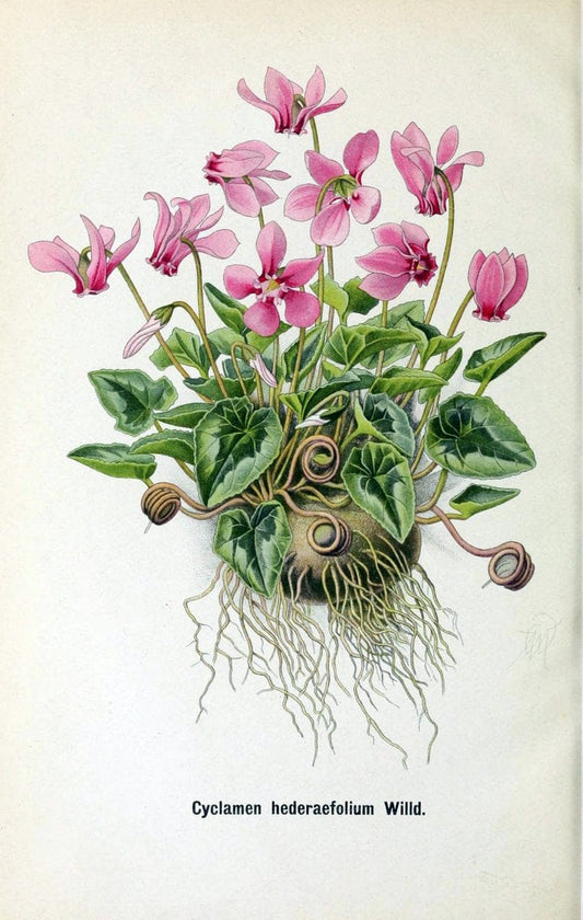 Deutsche botanische Monatsschrift :.Sondershausen :Verlag der Redaktion,1883-1912.  | Botany Periodicals | Vintage Print Reproduction 468857