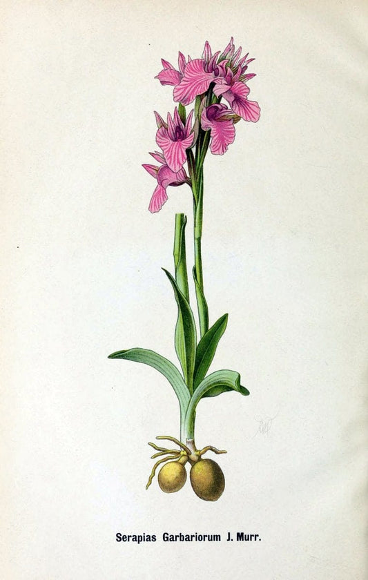 Deutsche botanische Monatsschrift :.Sondershausen :Verlag der Redaktion,1883-1912.  | Botany Periodicals | Vintage Print Reproduction 468859