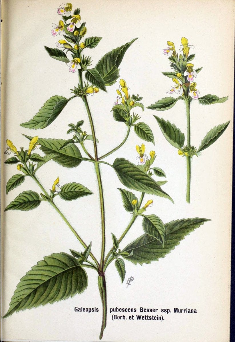 Deutsche botanische Monatsschrift :.Sondershausen :Verlag der Redaktion,1883-1912.  | Botany Periodicals | Vintage Print Reproduction 468860