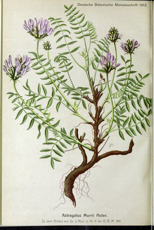 Deutsche botanische Monatsschrift :.Sondershausen :Verlag der Redaktion,1883-1912.  | Botany Periodicals | Vintage Print Reproduction 468861
