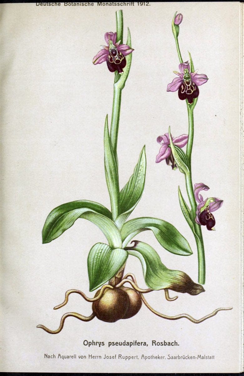 Deutsche botanische Monatsschrift :.Sondershausen :Verlag der Redaktion,1883-1912.  | Botany Periodicals | Vintage Print Reproduction 468862