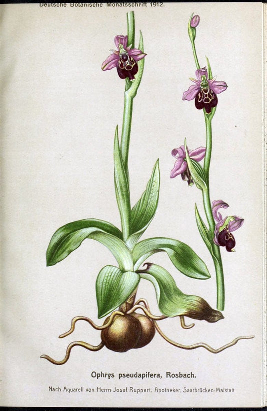 Deutsche botanische Monatsschrift :.Sondershausen :Verlag der Redaktion,1883-1912.  | Botany Periodicals | Vintage Print Reproduction 468862