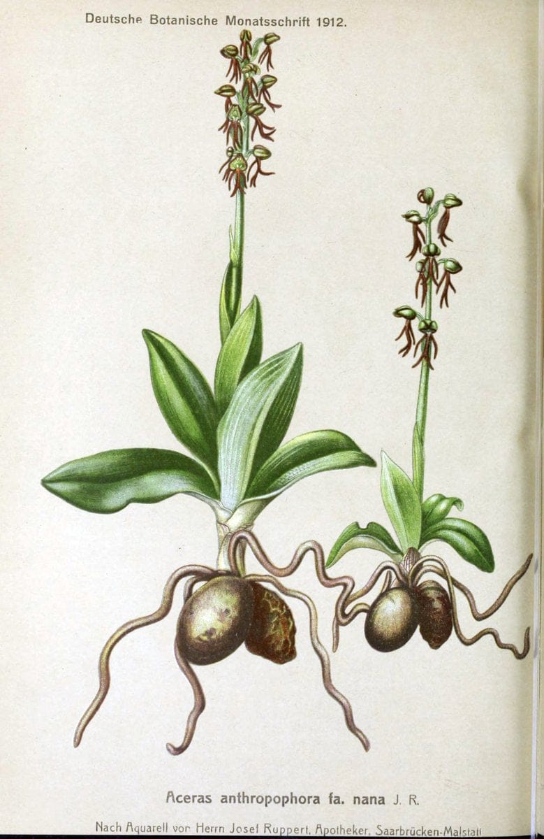 Deutsche botanische Monatsschrift :.Sondershausen :Verlag der Redaktion,1883-1912.  | Botany Periodicals | Vintage Print Reproduction 468863