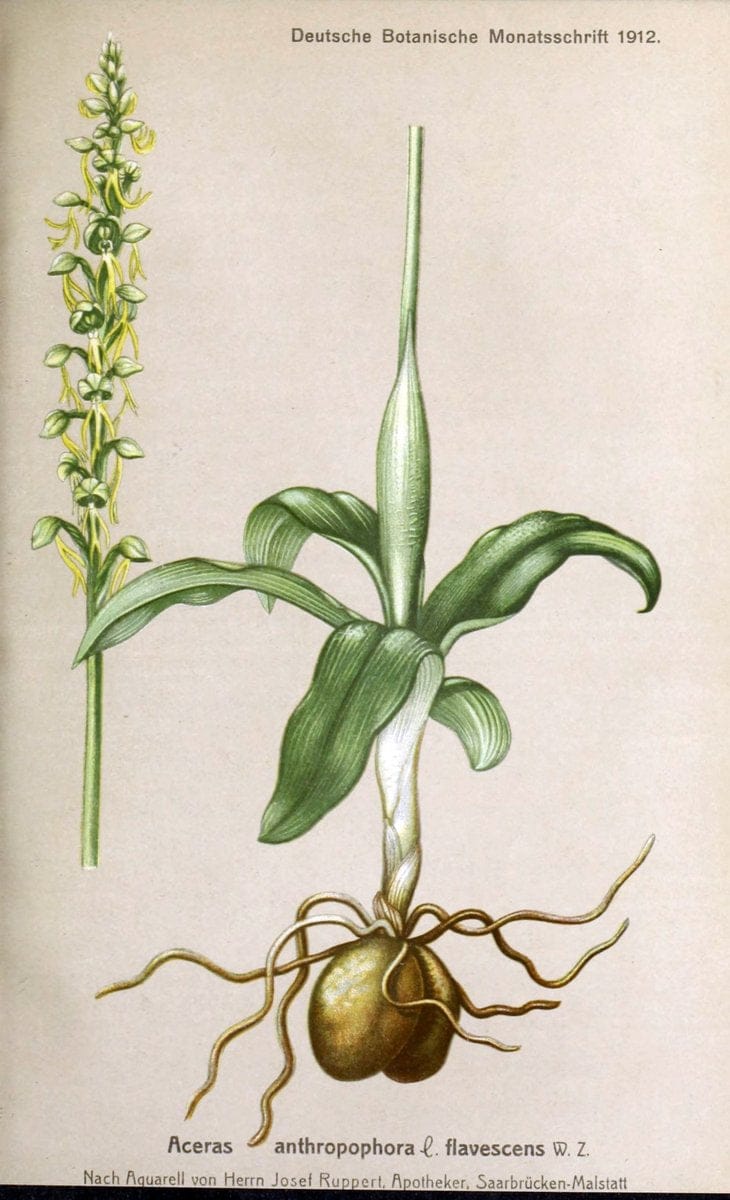 Deutsche botanische Monatsschrift :.Sondershausen :Verlag der Redaktion,1883-1912.  | Botany Periodicals | Vintage Print Reproduction 468864