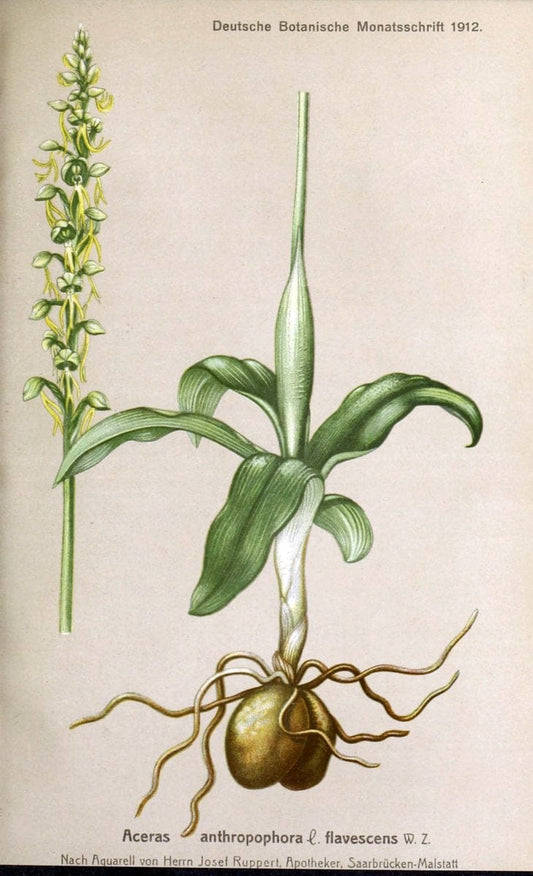 Deutsche botanische Monatsschrift :.Sondershausen :Verlag der Redaktion,1883-1912.  | Botany Periodicals | Vintage Print Reproduction 468864