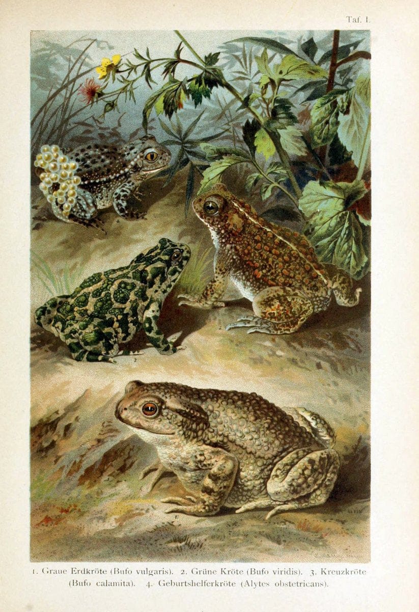 Deutschlands Amphibien und ReptilienMagdeburg,Creutz'sche Verlagsbuchhandlung,1897. | Amphibians Germany Reptiles  | Vintage Print Reproduction 468866