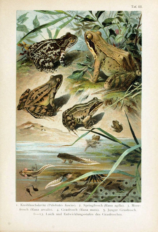Deutschlands Amphibien und ReptilienMagdeburg,Creutz'sche Verlagsbuchhandlung,1897. | Amphibians Germany Reptiles  | Vintage Print Reproduction 468868