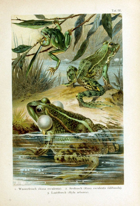 Deutschlands Amphibien und ReptilienMagdeburg,Creutz'sche Verlagsbuchhandlung,1897. | Amphibians Germany Reptiles  | Vintage Print Reproduction 468869