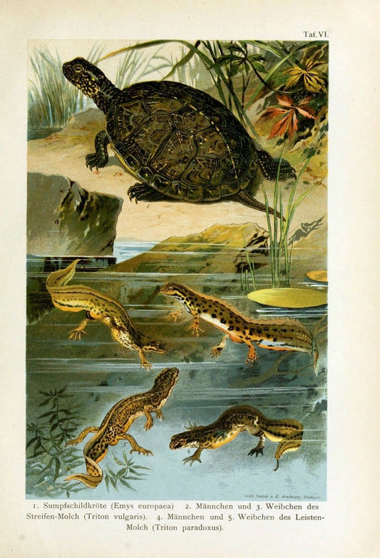 Deutschlands Amphibien und ReptilienMagdeburg,Creutz'sche Verlagsbuchhandlung,1897. | Amphibians Germany Reptiles  | Vintage Print Reproduction 468871