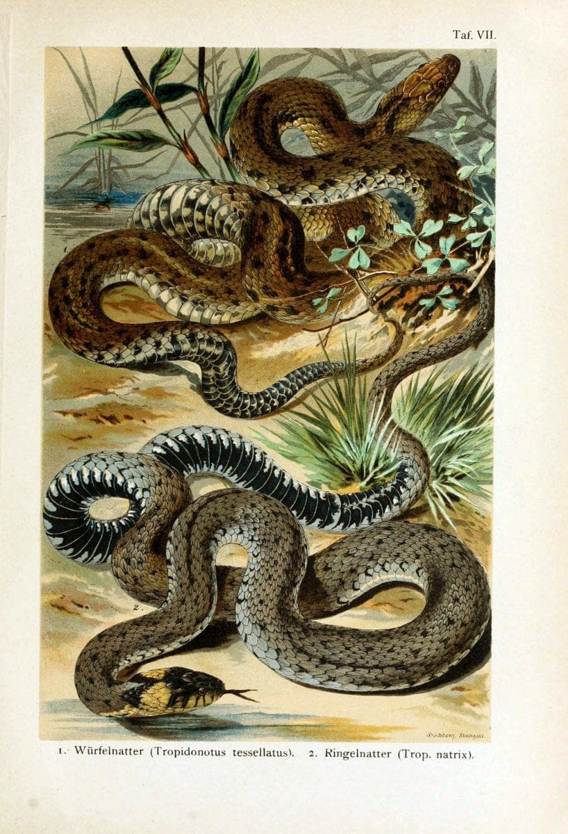 Deutschlands Amphibien und ReptilienMagdeburg,Creutz'sche Verlagsbuchhandlung,1897. | Amphibians Germany Reptiles  | Vintage Print Reproduction 468872