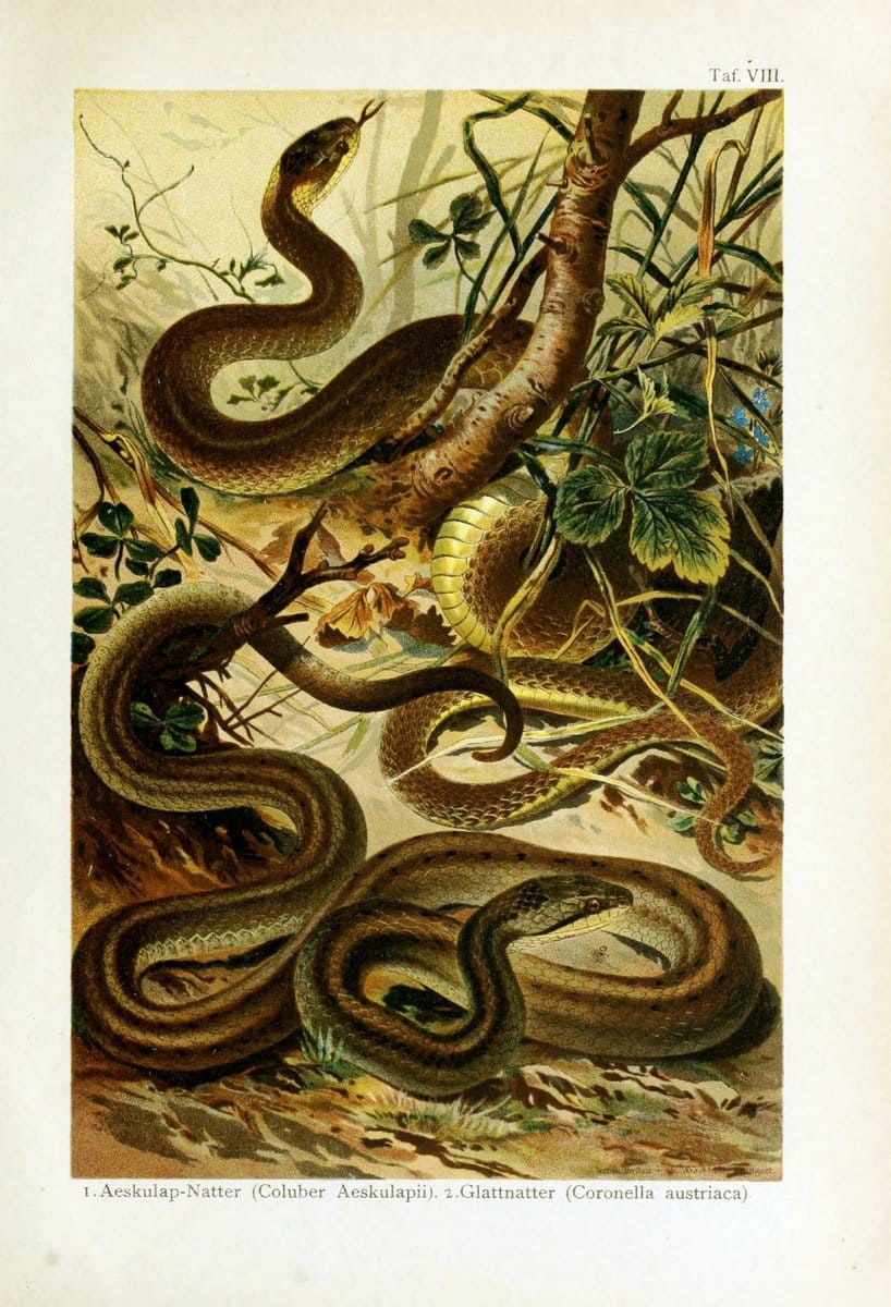 Deutschlands Amphibien und ReptilienMagdeburg,Creutz'sche Verlagsbuchhandlung,1897. | Amphibians Germany Reptiles  | Vintage Print Reproduction 468873
