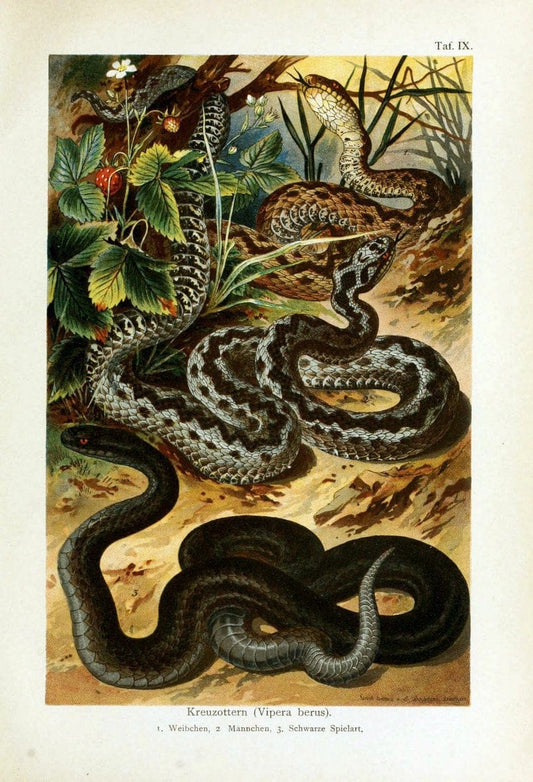 Deutschlands Amphibien und ReptilienMagdeburg,Creutz'sche Verlagsbuchhandlung,1897. | Amphibians Germany Reptiles  | Vintage Print Reproduction 468874