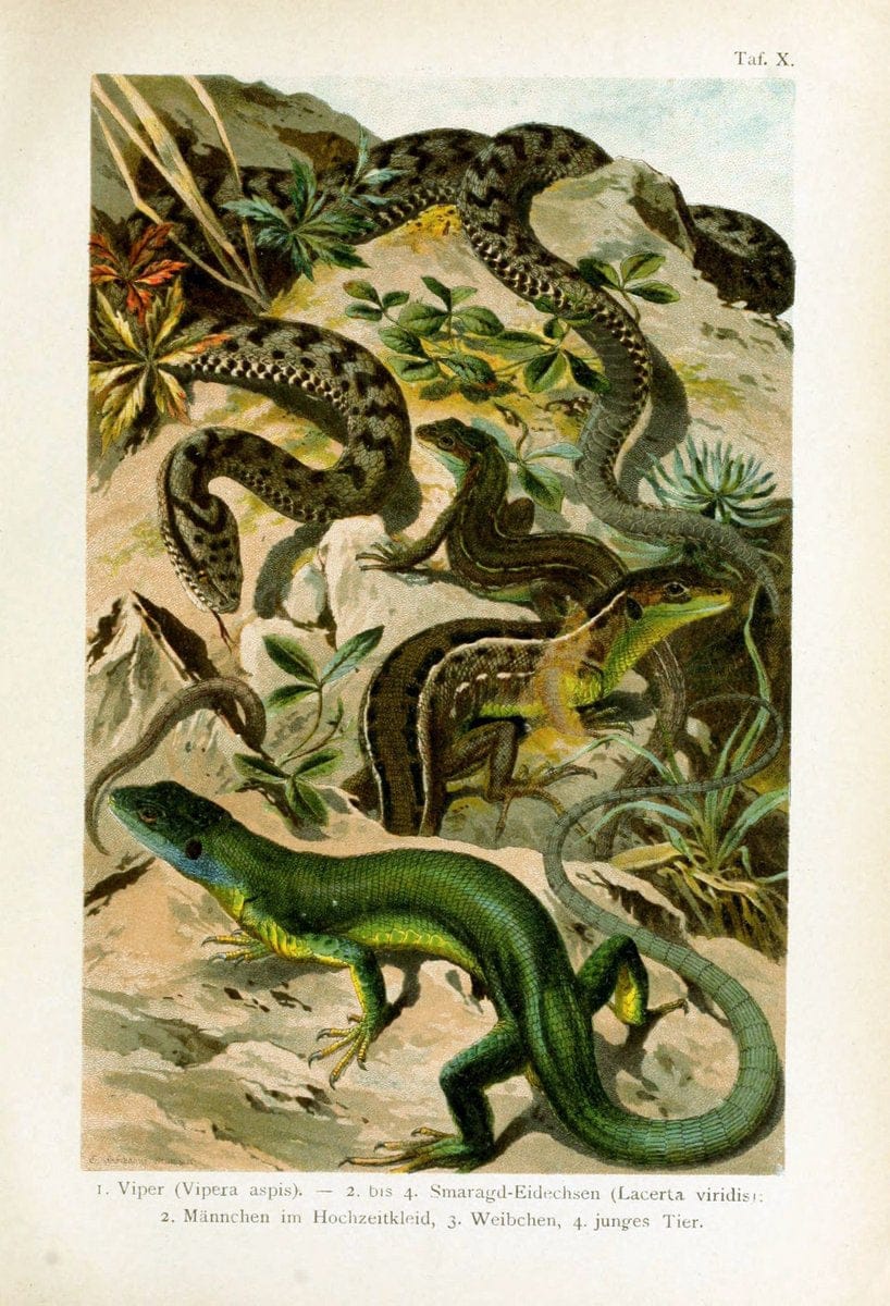 Deutschlands Amphibien und ReptilienMagdeburg,Creutz'sche Verlagsbuchhandlung,1897. | Amphibians Germany Reptiles  | Vintage Print Reproduction 468875