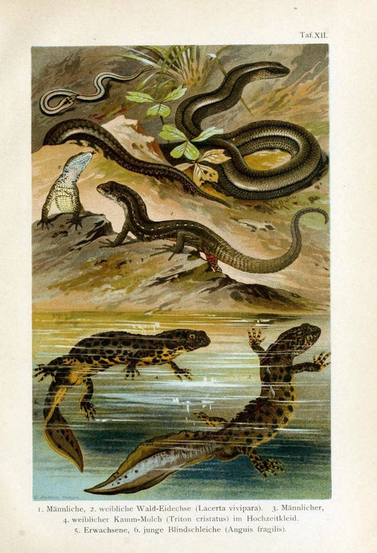 Deutschlands Amphibien und ReptilienMagdeburg,Creutz'sche Verlagsbuchhandlung,1897. | Amphibians Germany Reptiles  | Vintage Print Reproduction 468877