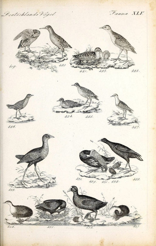 Deutschlands Fauna, oder, Praktisch-gemeinnuÃŒË†tzige Naturgeschichte der Thiere des Inlan | Birds Germany Zoology  | Vintage Print Reproduction 468878