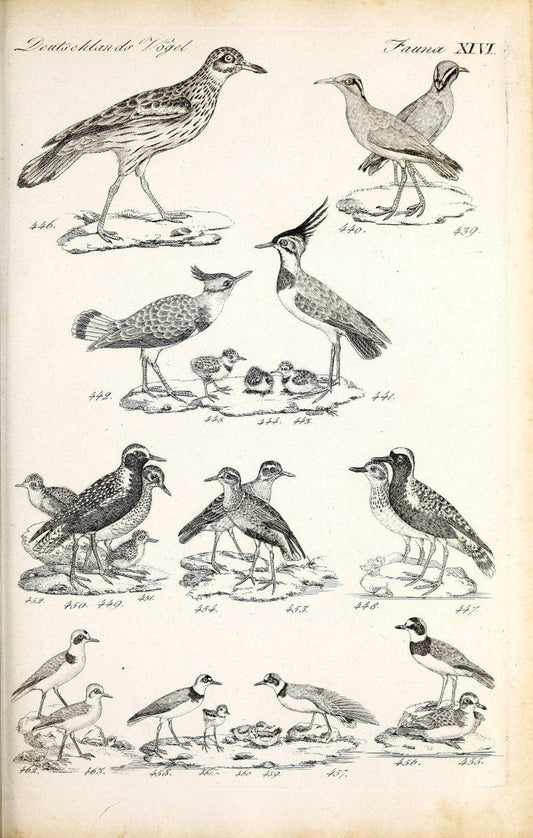 Deutschlands Fauna, oder, Praktisch-gemeinnuÃŒË†tzige Naturgeschichte der Thiere des Inlan | Birds Germany Zoology  | Vintage Print Reproduction 468879
