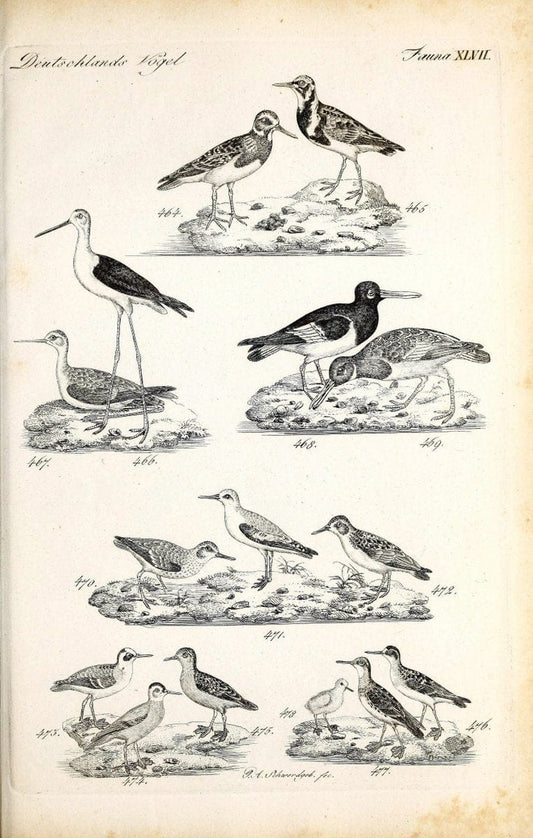 Deutschlands Fauna, oder, Praktisch-gemeinnuÃŒË†tzige Naturgeschichte der Thiere des Inlan | Birds Germany Zoology  | Vintage Print Reproduction 468880