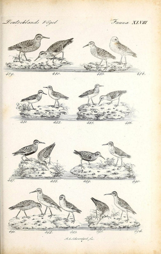 Deutschlands Fauna, oder, Praktisch-gemeinnuÃŒË†tzige Naturgeschichte der Thiere des Inlan | Birds Germany Zoology  | Vintage Print Reproduction 468881