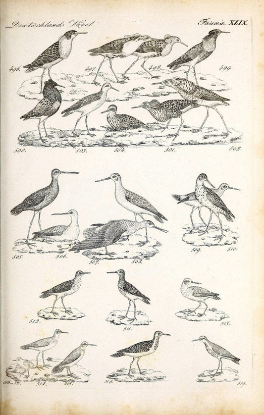 Deutschlands Fauna, oder, Praktisch-gemeinnuÃŒË†tzige Naturgeschichte der Thiere des Inlan | Birds Germany Zoology  | Vintage Print Reproduction 468882