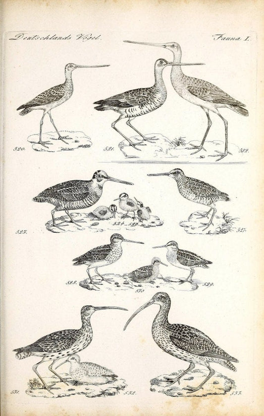 Deutschlands Fauna, oder, Praktisch-gemeinnuÃŒË†tzige Naturgeschichte der Thiere des Inlan | Birds Germany Zoology  | Vintage Print Reproduction 468883