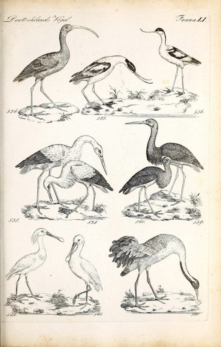 Deutschlands Fauna, oder, Praktisch-gemeinnuÃŒË†tzige Naturgeschichte der Thiere des Inlan | Birds Germany Zoology  | Vintage Print Reproduction 468884