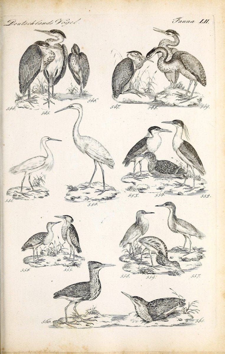 Deutschlands Fauna, oder, Praktisch-gemeinnuÃŒË†tzige Naturgeschichte der Thiere des Inlan | Birds Germany Zoology  | Vintage Print Reproduction 468885