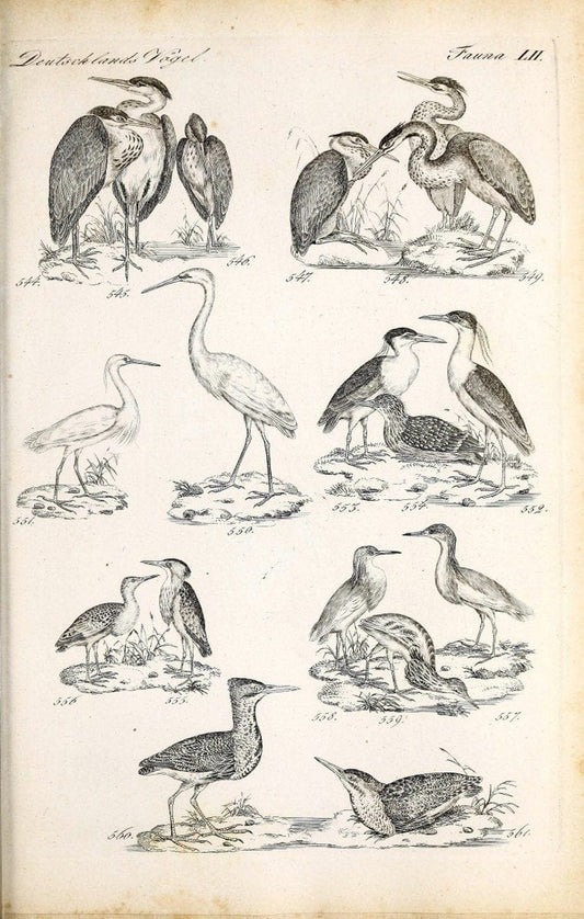 Deutschlands Fauna, oder, Praktisch-gemeinnuÃŒË†tzige Naturgeschichte der Thiere des Inlan | Birds Germany Zoology  | Vintage Print Reproduction 468885