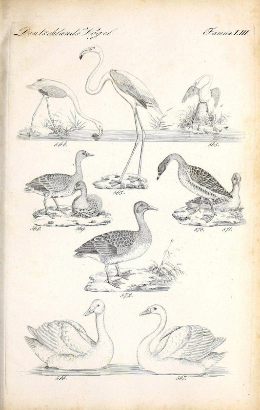 Deutschlands Fauna, oder, Praktisch-gemeinnuÃŒË†tzige Naturgeschichte der Thiere des Inlan | Birds Germany Zoology  | Vintage Print Reproduction 468886