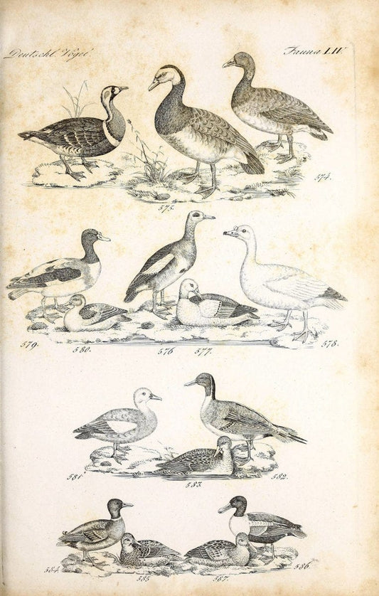 Deutschlands Fauna, oder, Praktisch-gemeinnuÃŒË†tzige Naturgeschichte der Thiere des Inlan | Birds Germany Zoology  | Vintage Print Reproduction 468887