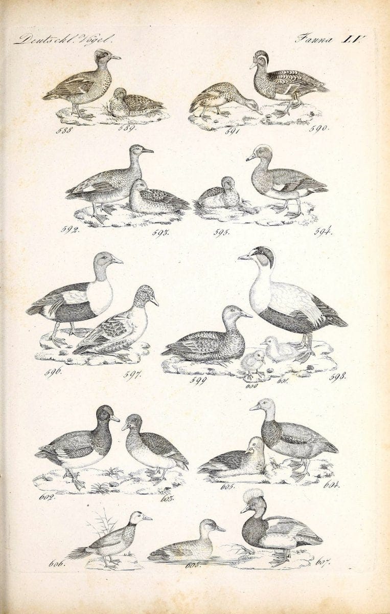 Deutschlands Fauna, oder, Praktisch-gemeinnuÃŒË†tzige Naturgeschichte der Thiere des Inlan | Birds Germany Zoology  | Vintage Print Reproduction 468888
