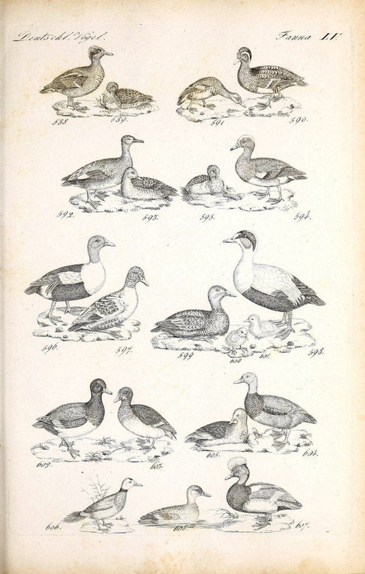 Deutschlands Fauna, oder, Praktisch-gemeinnuÃŒË†tzige Naturgeschichte der Thiere des Inlan | Birds Germany Zoology  | Vintage Print Reproduction 468888