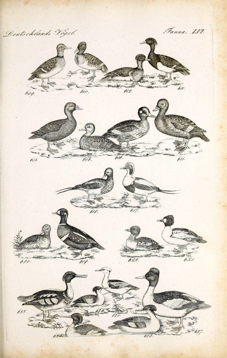 Deutschlands Fauna, oder, Praktisch-gemeinnuÃŒË†tzige Naturgeschichte der Thiere des Inlan | Birds Germany Zoology  | Vintage Print Reproduction 468889