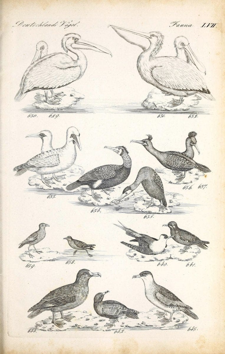 Deutschlands Fauna, oder, Praktisch-gemeinnuÃŒË†tzige Naturgeschichte der Thiere des Inlan | Birds Germany Zoology  | Vintage Print Reproduction 468890